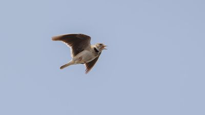 Kalanderlrka [Calandra lark] 0L4A0733.jpg