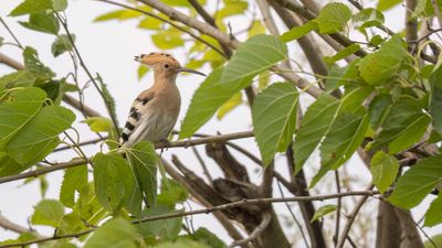 Hrfgel [Eurasian hoopoe] 0L4A0855.jpg