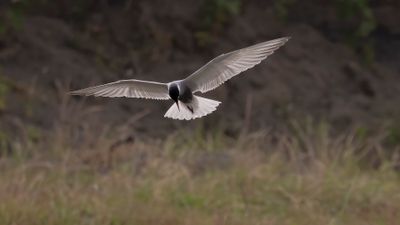 Skggtrna [Whiskered tern] 0L4A0874.jpg