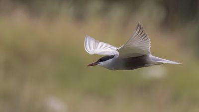 Skggtrna [Whiskered tern] 0L4A0882.jpg