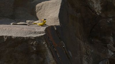 Svarthuvad sparv [Black-headed bunting] 0L4A0978.jpg