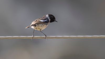 Svarthakad buskskvtta [European stonechat] 0L4A1016.jpg