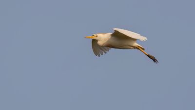 Kohger [Western cattle egret] 0L4A1040.jpg
