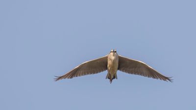Natthger [Black-crowned night heron] 0L4A1052.jpg