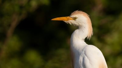 Kohger [Western cattle egret] 0L4A1076.jpg