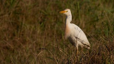 Kohger [Western cattle egret] 0L4A1083.jpg