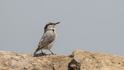 Klippntvcka [Western rock nuthatch] 0L4A1118.jpg