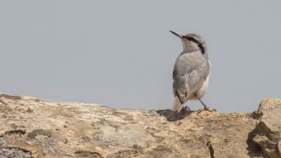 Klippntvcka [Western rock nuthatch] 0L4A1121.jpg