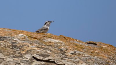 Klippntvcka [Western rock nuthatch] 0L4A1148.jpg