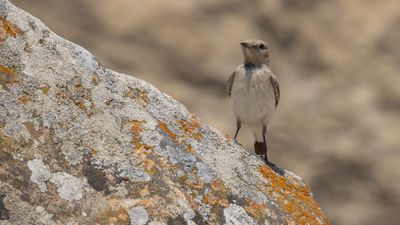 Vitryggig stenskvtta [Finsch's wheatear] 0L4A1191.jpg