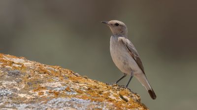 Vitryggig stenskvtta [Finsch's wheatear] 0L4A1210.jpg