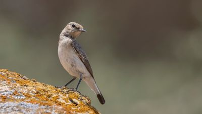 Vitryggig stenskvtta [Finsch's wheatear] 0L4A1223.jpg