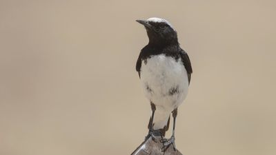 Vitryggig stenskvtta [Finsch's wheatear] 0L4A1252.jpg