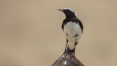 Vitryggig stenskvtta [Finsch's wheatear] 0L4A1259.jpg