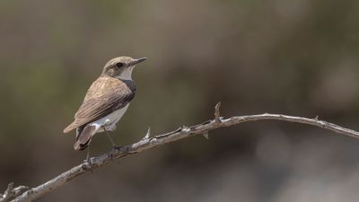 Vitryggig stenskvtta [Finsch's wheatear] 0L4A1281.jpg