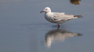 Lngnbbad ms [Slender-billed gull] 0L4A1298.jpg
