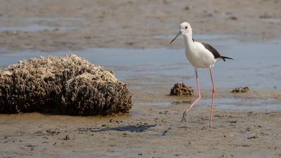 Styltlpare [Black-winged stilt] 0L4A1302.jpg