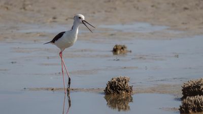 Styltlpare [Black-winged stilt] 0L4A1304.jpg
