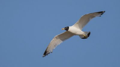 Svarthuvad trut [Pallas's gull] 0L4A1431.jpg