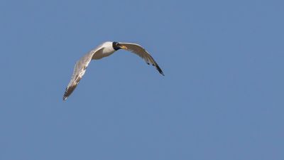 Svarthuvad trut [Pallas's gull] 0L4A1449.jpg