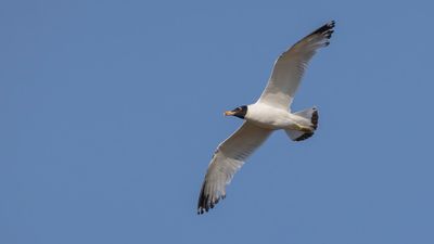 Svarthuvad trut [Pallas's gull] 0L4A1452.jpg