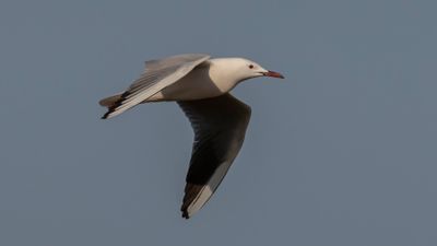 Lngnbbad ms [Slender-billed gull] 0L4A1486.jpg