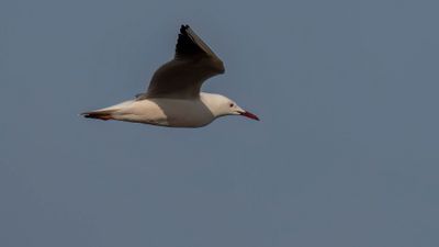 Lngnbbad ms [Slender-billed gull] 0L4A1488.jpg