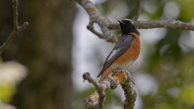 Rdstjrt [Common redstart] 0L4A1517.jpg