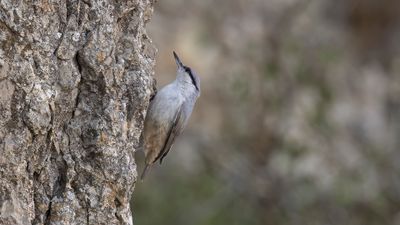 Klippntvcka [Western rock nuthatch] 0L4A1599.jpg