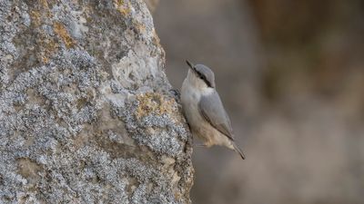 Klippntvcka [Western rock nuthatch] 0L4A1614.jpg