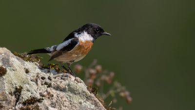 Svarthakad buskskvtta [European stonechat] 0L4A1794.jpg