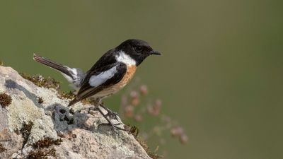 Svarthakad buskskvtta [European stonechat] 0L4A1811.jpg