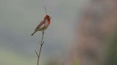 Rosenfink [Common rosefinch] 0L4A1844.jpg