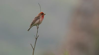 Rosenfink [Common rosefinch] 0L4A1847.jpg