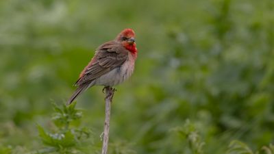 Rosenfink [Common rosefinch] 0L4A1860.jpg