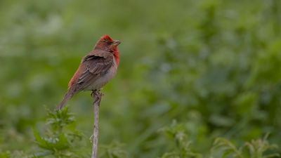 Rosenfink [Common rosefinch] 0L4A1869.jpg