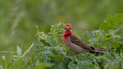Rosenfink [Common rosefinch] 0L4A1880.jpg