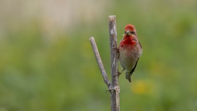 Rosenfink [Common rosefinch] 0L4A1888.jpg
