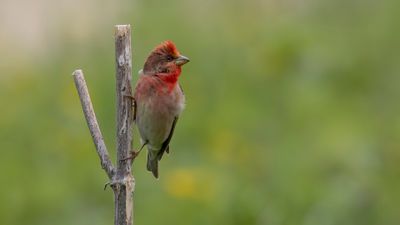 Rosenfink [Common rosefinch] 0L4A1892.jpg