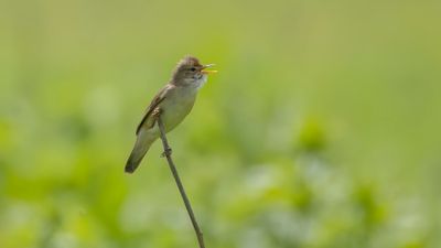 Krrsngare [Marsh warbler] 0L4A1930.jpg