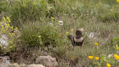 Ringtrast [Ring ouzel] 0L4A1950.jpg