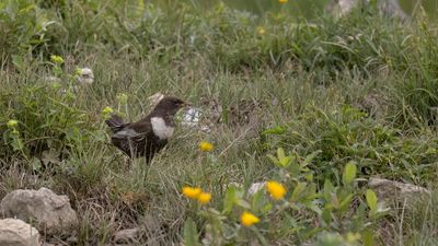 Ringtrast [Ring ouzel] 0L4A1955.jpg
