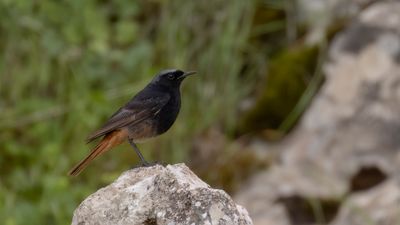 Svart rdstjrt [Black redstart] 0L4A1987.jpg