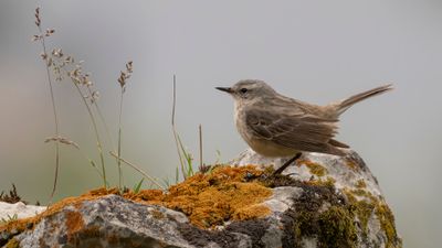 Vattenpiplrka [Water pipit] 0L4A2002.jpg