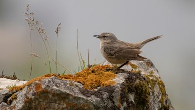 Vattenpiplrka [Water pipit] 0L4A2004.jpg