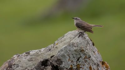Vattenpiplrka [Water pipit] 0L4A2005.jpg