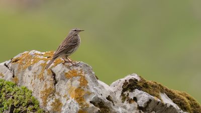Vattenpiplrka [Water pipit] 0L4A2016.jpg