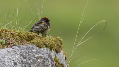 Rdpannad gulhmpling [Red-fronted serin] 0L4A2051.jpg