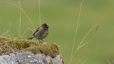 Rdpannad gulhmpling [Red-fronted serin] 0L4A2062.jpg