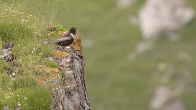 Ringtrast [Ring ouzel] 0L4A2073.jpg